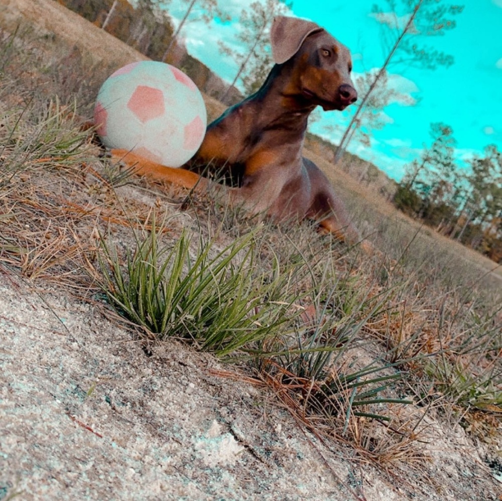 Meet your Posher, Brandy